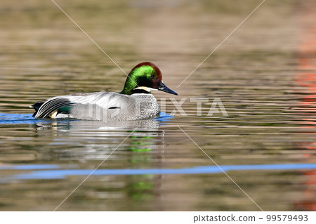 Migratory figs with beautiful emerald green and wine red feathers 99579493