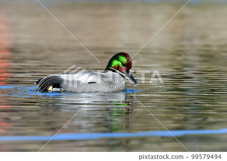 Migratory figs with beautiful emerald green and wine red feathers Migratory figs with beautiful emerald green and wine red feathers 99579494