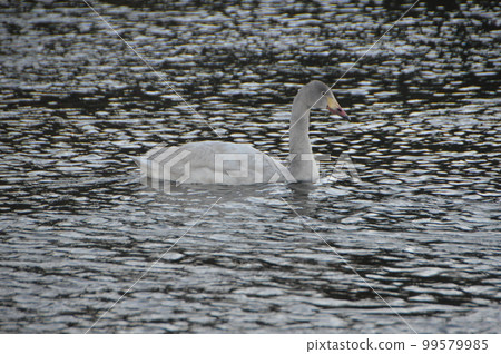 Juvenile swan overwintering (West side of Uematsu Bridge, Arakawa Riverside/Fukaya City, Saitama Prefecture) 99579985
