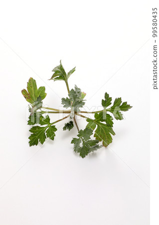 Wormwood Wormwood 99580435