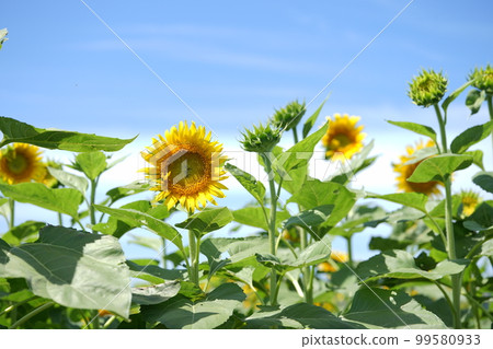 仰望晴空的向日葵 99580933
