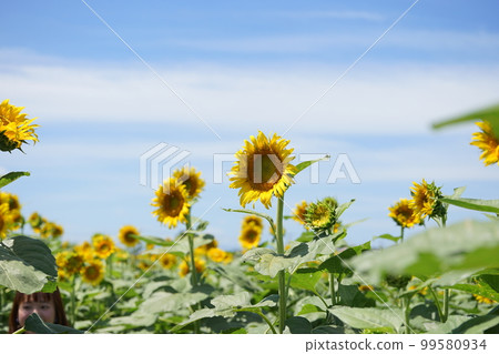 仰望晴空的向日葵 仰望晴空的向日葵 99580934