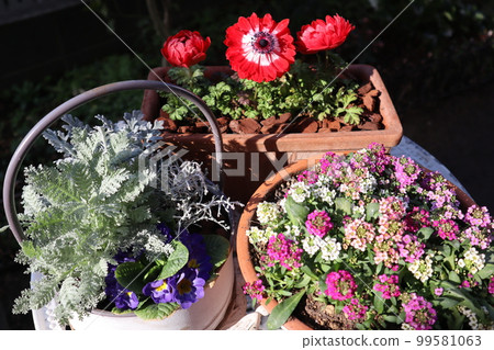 Spring flower group planting & group pot 99581063