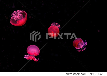 macro photography underwater rhizostoma luteum jellyfish macro photography underwater rhizostoma luteum jellyfish 99581329