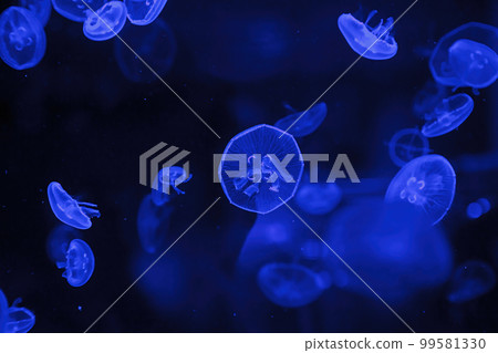 macro photography underwater jellyfish 99581330