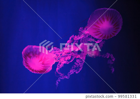 macro shooting under water chrysaora plocamia jellyfish macro shooting under water chrysaora plocamia jellyfish 99581331