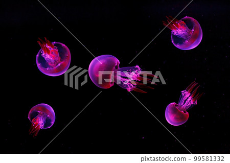 macro shooting under water flame jellyfish macro shooting under water flame jellyfish 99581332