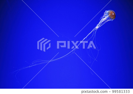 macro photography underwater northern sea nettle or brown jellyfish jellyfish macro photography underwater northern sea nettle or brown jellyfish jellyfish 99581333