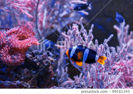 macro photography underwater Amphiprion clarkii, Yellowtail clownfish macro photography underwater Amphiprion clarkii, Yellowtail clownfish 99581343