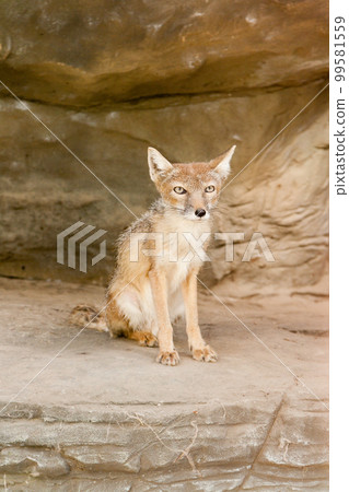 Little fox is sitting close up Little fox is sitting close up 99581559