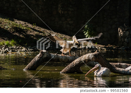 Pelican sits on a log and is heated in the sun 99581560