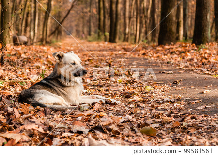 Autumn sunlay in the leaves on which the dog lies Autumn sunlay in the leaves on which the dog lies 99581561