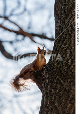 Squirrel sits on a tree 99581562