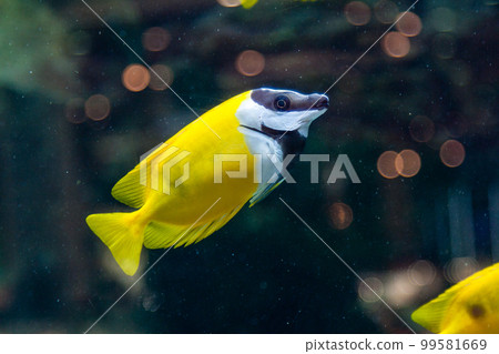 Fish Siganus vulpinus Fish Siganus vulpinus 99581669