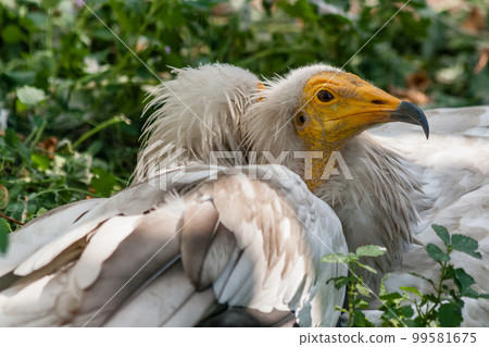 Common vulture (Neophron percnopterus) Common vulture (Neophron percnopterus) 99581675