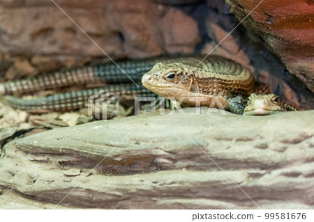 Lizard on stone closeup Lizard on stone closeup 99581676