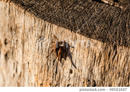 In the sunlight a grasshopper sits on a log In the sunlight a grasshopper sits on a log 99581687