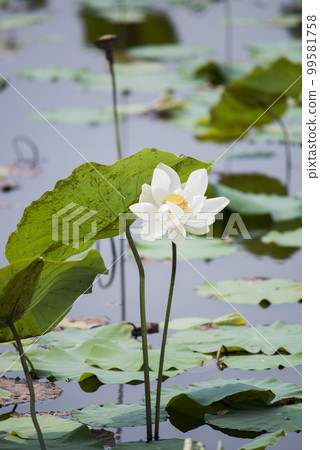 Nature photo: Lotus flowers. This is beautifull flowers. 99581758