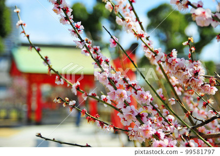 Shogansen天滿宮的梅花 99581797