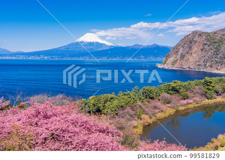 (Shizuoka) From Kawazu cherry blossom blooming Nishiizu Iida, Mt. Fuji over the sea 99581829