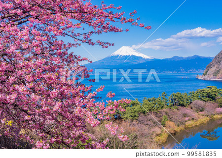 (Shizuoka) From Kawazu cherry blossom blooming Nishiizu Iida, Mt. Fuji over the sea 99581835