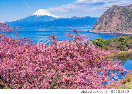 (Shizuoka) From Kawazu cherry blossom blooming Nishiizu Iida, Mt. Fuji over the sea 99581839