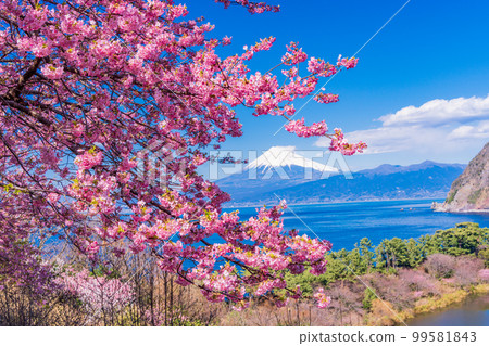(Shizuoka) From Kawazu cherry blossom blooming Nishiizu Iida, Mt. Fuji over the sea 99581843