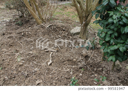 被野豬挖出的花園樹根 99581947