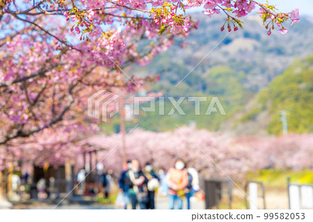 河津川沿岸的一排河津櫻花樹 99582053