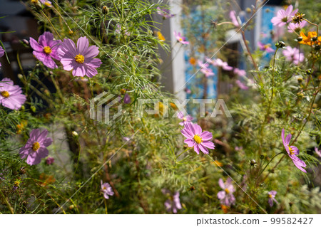 秋季盛開的波斯菊 99582427