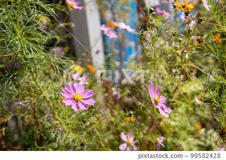 秋天陽光照亮的波斯菊花 99582428