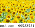 向日葵田 99582581