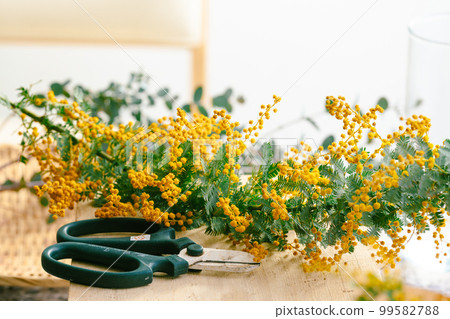 Mimosa Mimosa 99582788