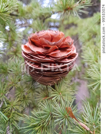 喜馬拉雅山的松果 99583074