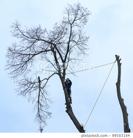 A man cuts high branches of trees, an arborist with a chain saw clears a tree of high dangerous rough branches. A man cuts high branches of trees, an arborist with a chain saw clears a tree of high dangerous rough branches. 99583184