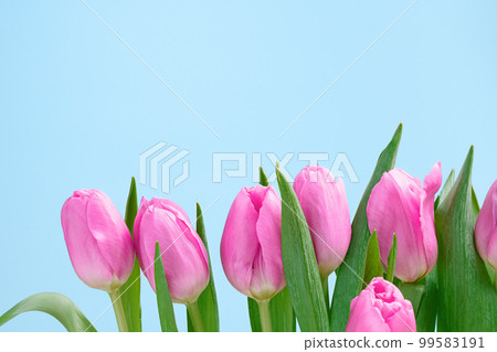 Row of several tender pink tulips on blue background. Copy space, Birthday Valentines 8 March Women's or Mothers Day celebration greeting card or web floral banner border. Spring time Row of several tender pink tulips on blue background. Copy space, Birthday Valentines 8 March Women's or Mothers Day celebration greeting card or web floral banner border. Spring time 99583191