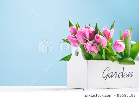 Big Bunch of tender pink tulips in white garden box on wooden table on blue. Copy space, Birthday Valentines 8 March Women's or Mothers Day celebration greeting card or web floral banner. Spring Big Bunch of tender pink tulips in white garden box on wooden table on blue. Copy space, Birthday Valentines 8 March Women's or Mothers Day celebration greeting card or web floral banner. Spring 99583192