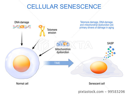 cellular senescence 99583206