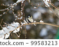 大山雀雪晨 99583213