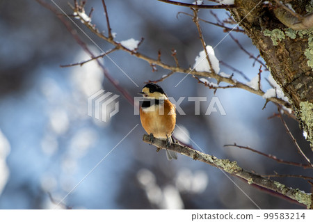 白雪皚皚的早晨,各種山雀鳴叫』 白雪皚皚的早晨,各種山雀鳴叫』 99583214