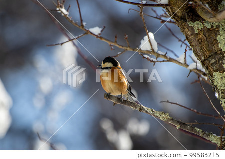 各種各樣的山雀環顧四周 各種各樣的山雀環顧四周 99583215
