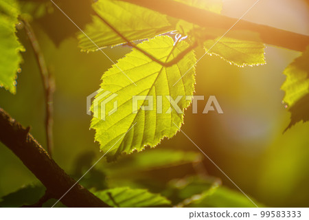Sunny green leaves Sunny green leaves 99583333