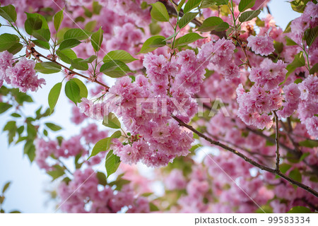 Sakura flowers blooming Sakura flowers blooming 99583334