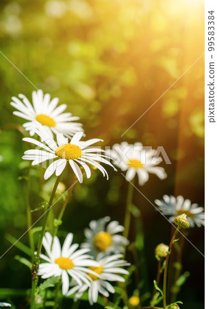 Wild camomile flowers 99583384