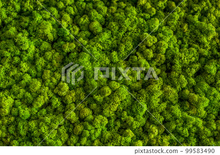 Green decorative soft moss for interior decoration Green decorative soft moss for interior decoration 99583490