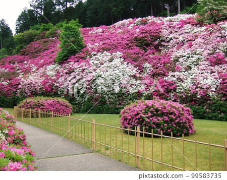 杜鵑花盛開的三室戶寺風光 杜鵑花盛開的三室戶寺風光 99583735