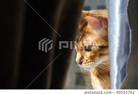 Cat look out of window sitting behind curtains. Cat look out of window sitting behind curtains. 99583762