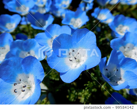 Nemophila 99584142