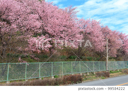 川津櫻(光津市) 川津櫻(光津市) 99584222