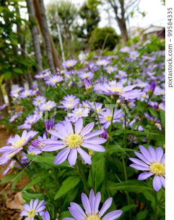 Miyako Wasure 99584335